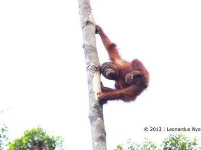Orangutan Bertingkah di Tanjung Puting
