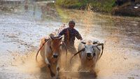 Pacu Jawi, Tradisi Karapan Sapi ala Ranah Minang