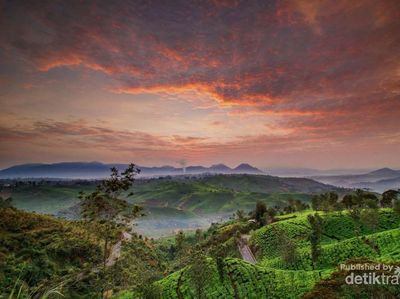 Pagi yang Dramatis di Perkebunan Teh Bandung