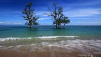 Pantai di Aceh Ini Punya Pohon yang Tumbuh di Laut