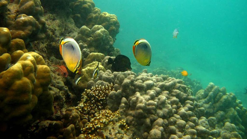 Pemandangan Bawah Laut Cubadak Pemandangan Bawah Laut Cubadak