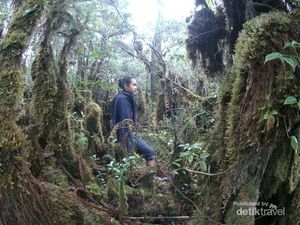 Pendakian Liar ke Atap Sumatera Utara