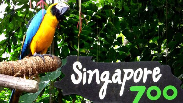 Pengalaman Tak Terlupakan Mengunjungi Singapore Zoo