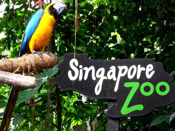 Pengalaman Tak Terlupakan Mengunjungi Singapore Zoo