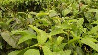 Perkebunan Teh Kayu Aro Taman Nasional Kerinci Seblat