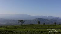 Permadani Hijau di Kaki Gunung Dempo, Sumsel