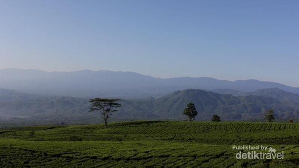 Permadani Hijau di Kaki Gunung Dempo, Sumsel