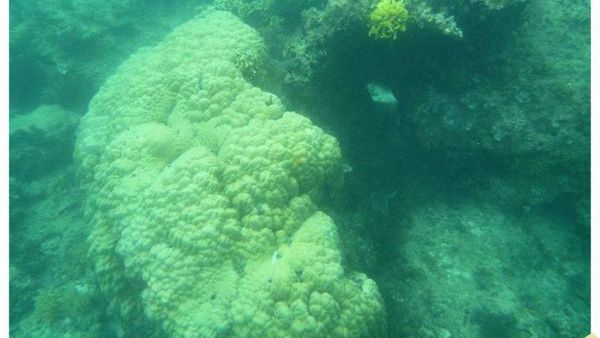 Pesona Bawah Laut Pulau Pramuka