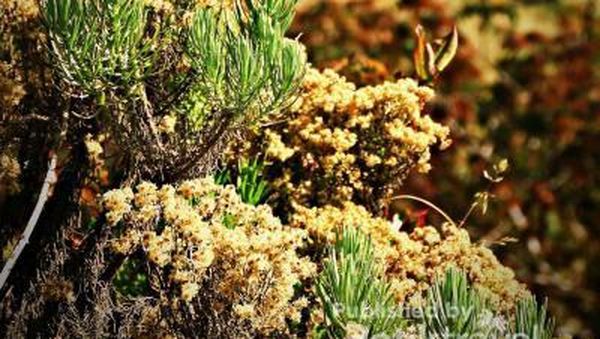 Pesona Gunung Lawu Bikin Pikiran Jadi Tenang!