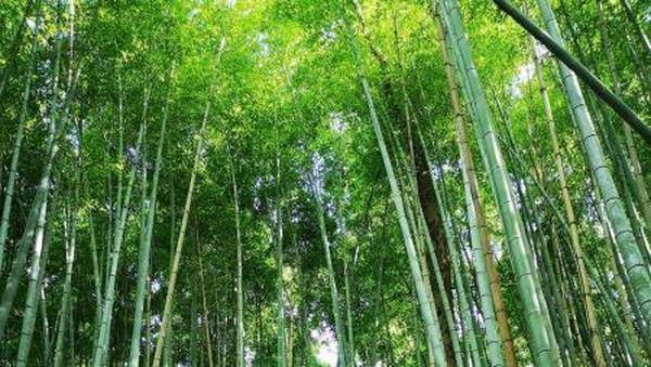 Pesona Hutan Bambu Arashiyama di Kyoto