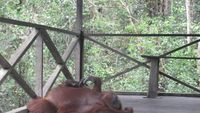 Pesona orangutan di Camp Lakey