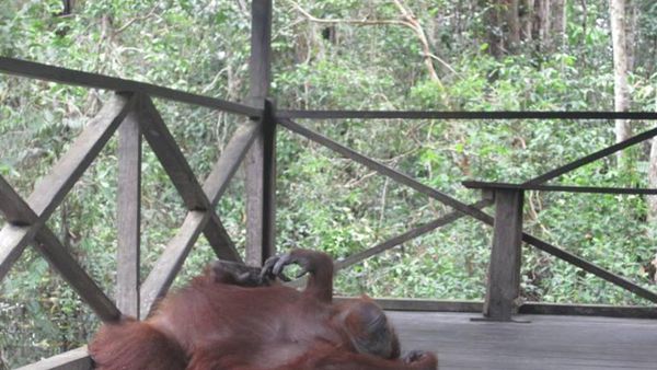 Pesona orangutan di Camp Lakey