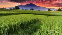 Pesona Persawahan Indonesia di Bengkulu Utara