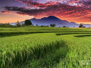 Pesona Persawahan Indonesia di Bengkulu Utara