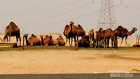 Peternakan Unta Padang Pasir di Makkah