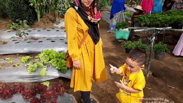 Petik Sayur Seperti di Kebun Sendiri, Ke Sini Saja