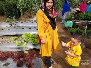 Petik Sayur Seperti di Kebun Sendiri, Ke Sini Saja