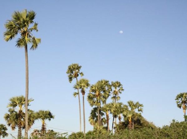 Pohon Lontar, Pohon Kehidupan di Pulau Rote