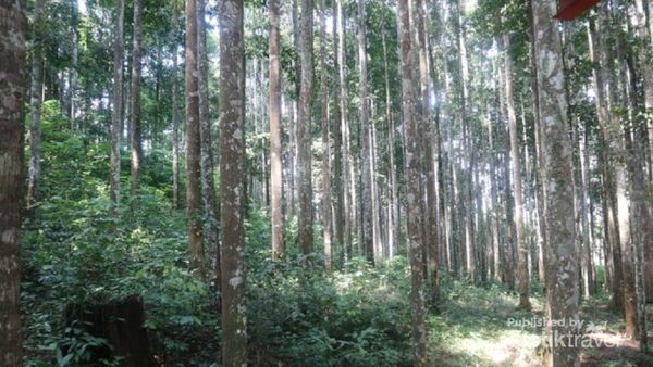 Potret Berbagai Sisi Hutan Wisata Meranti