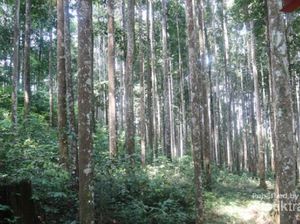 Potret Berbagai Sisi Hutan Wisata Meranti
