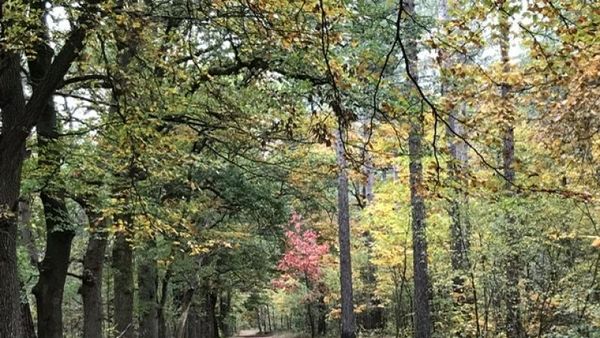 Potret Cantiknya Pemandangan Musim Gugur di Utrecht