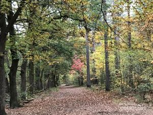 Potret Cantiknya Pemandangan Musim Gugur di Utrecht