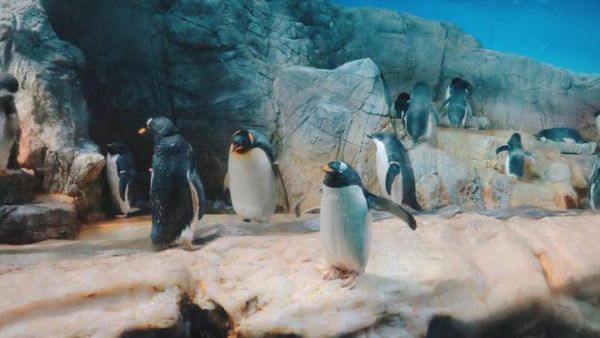 Potret Hewan-Hewan Eksotis di Aquarium Osaka