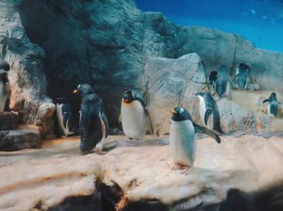 Potret Hewan-Hewan Eksotis di Aquarium Osaka