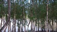 Potret Hijaunya Hutan Tra Su Cau Doc Vietnam