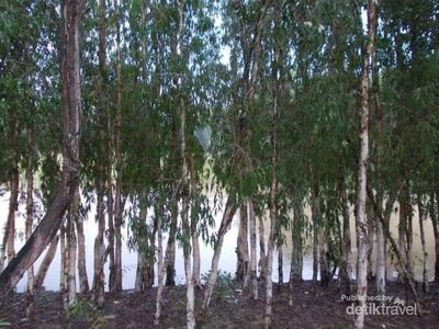 Potret Hijaunya Hutan Tra Su Cau Doc Vietnam