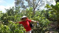 Potret Kebun Buah di Pedalaman Can Tho Vietnam