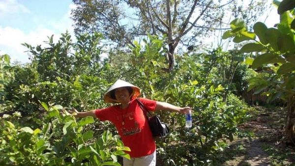 Potret Kebun Buah di Pedalaman Can Tho Vietnam