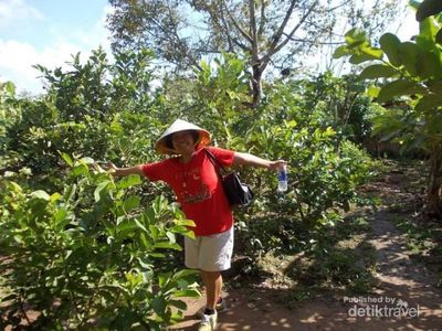 Potret Kebun Buah di Pedalaman Can Tho Vietnam