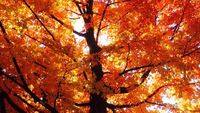 Potret Taman Pohon Maple Saat Musim Gugur