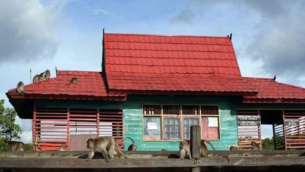 Pulau di Banjarmasin Ini Penuh dengan Monyet!