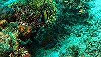Pulau Moyo : Keindahan Tersembunyi di Utara Sumbawa