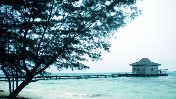 Pulau Smackdown (Semak Daun)