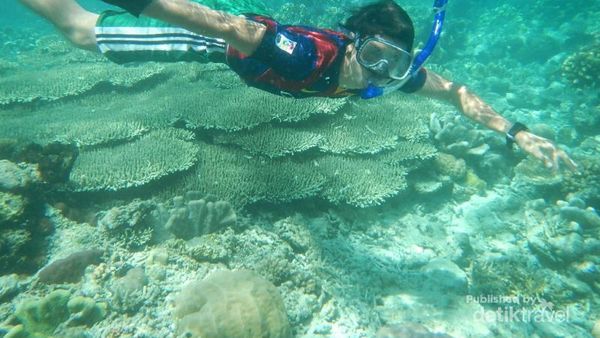 Pulau yang Asyik Buat Snorkeling di Raja Ampat