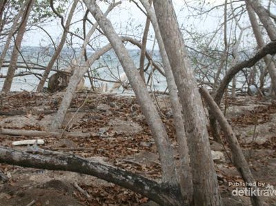 Ramahnya Penduduk Pulau Moyo
