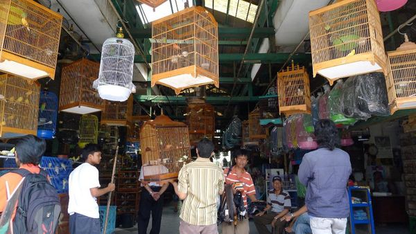 Ramainya Pasar Burung di Jalan Pramuka, Jakarta