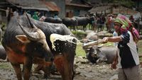 Ratusan Kerbau di Pasar Bolu