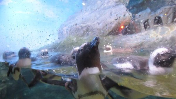 Rekomendasi Tempat Wisata di Sekitar Bangkok Selain Kuil