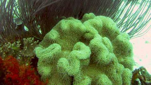 Rumah Idaman Para Ikan, Raja Ampat