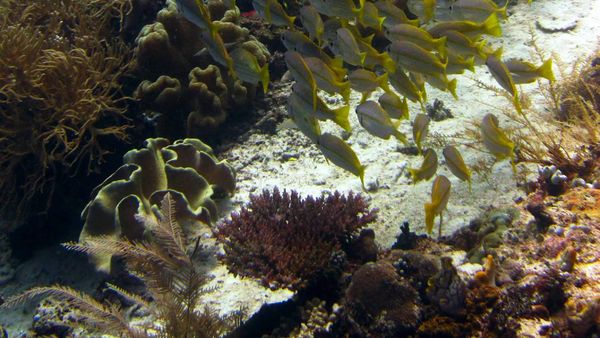 Rumah Idaman Para Ikan, Raja Ampat