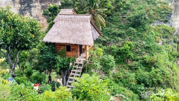 Rumah Pohon Ini Hanya Untuk Orang-orang Berani!