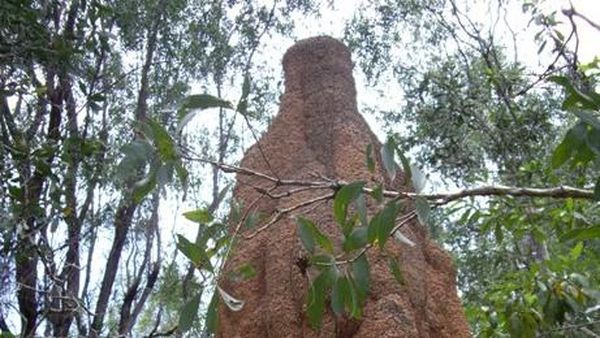 Rumah Rayap, Mahakarya Sang Arsitek dari Kaum Serangga