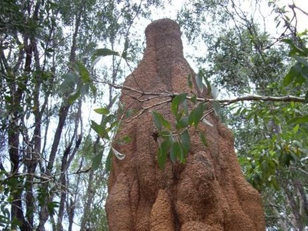 Rumah Rayap, Mahakarya Sang Arsitek dari Kaum Serangga