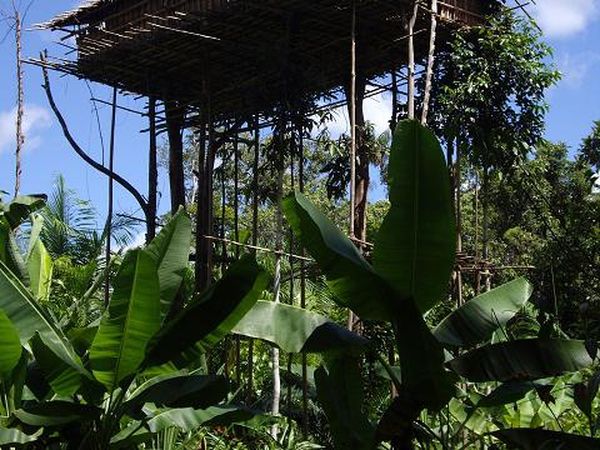 Rumah Tinggi, Arsitektur Hijau Suku Korowai