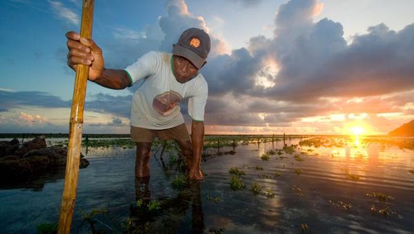 Rumput Laut dari Timbis