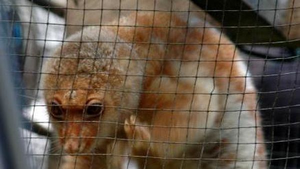 Saatnya Satwa Khas Papua Dilepas ke Alam Liar!